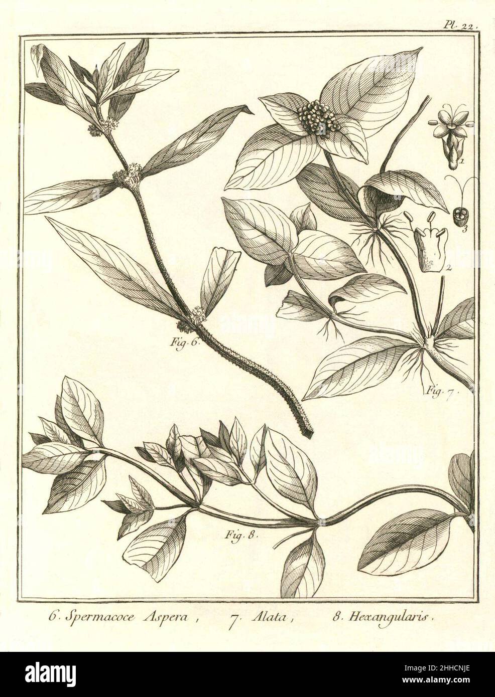 Spermacoce aspera - alata - hexangularis Aublet 1775 pl 22. Stock Photo