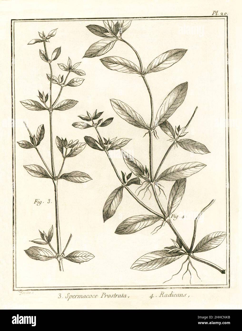 Spermacoce prostrata - radicans Aublet 1775 pl 20. Stock Photo