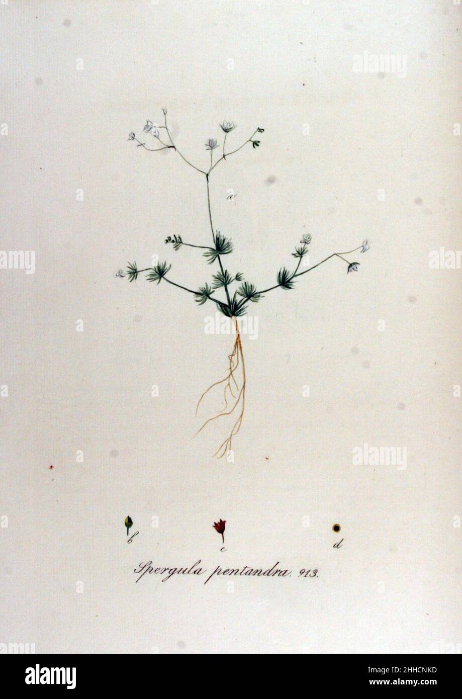 Spergula pentandra — Flora Batava — Volume v12. Stock Photo