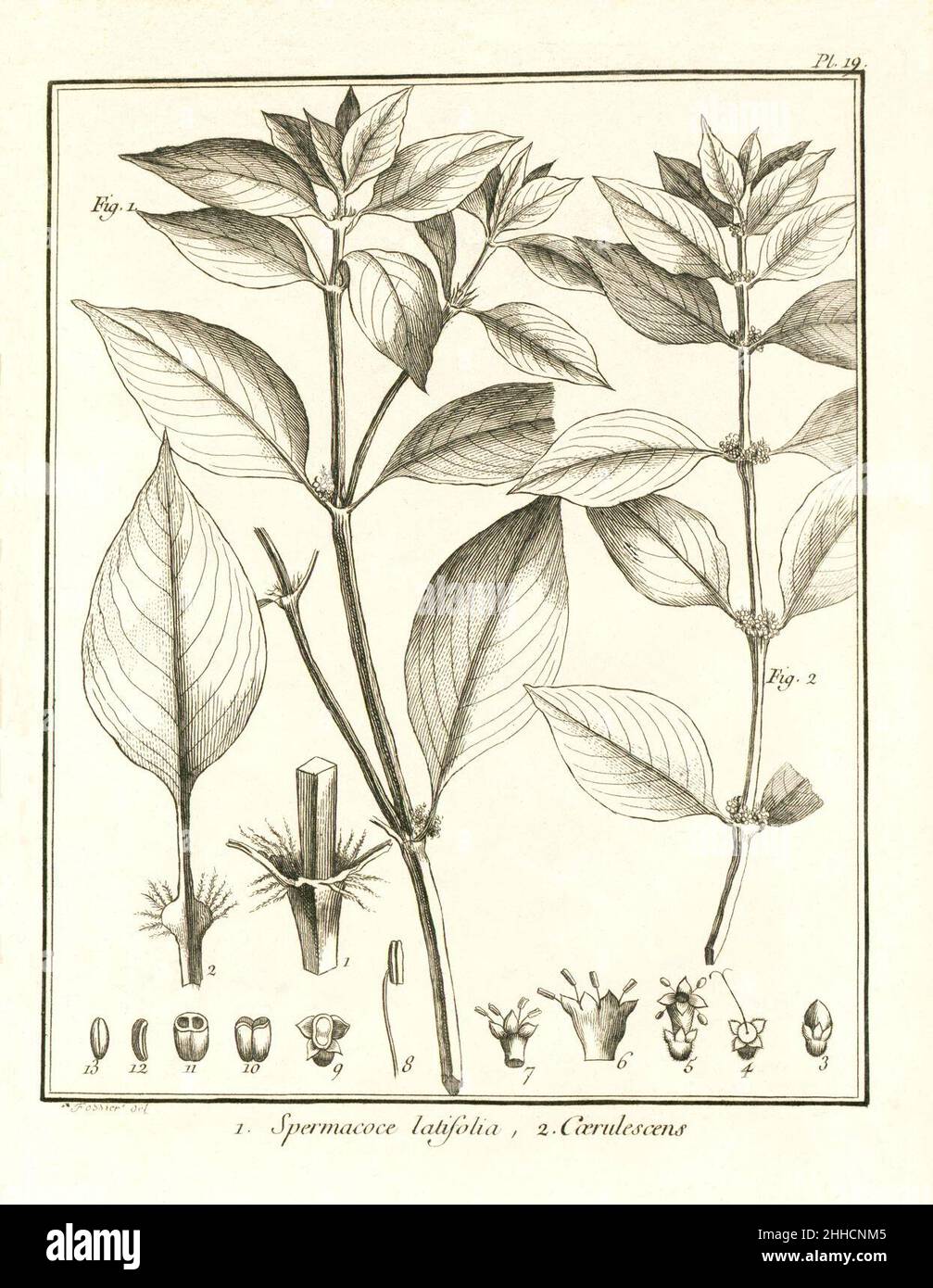 Spermacoce latifolia - cærulescens Aublet 1775 pl 19. Stock Photo