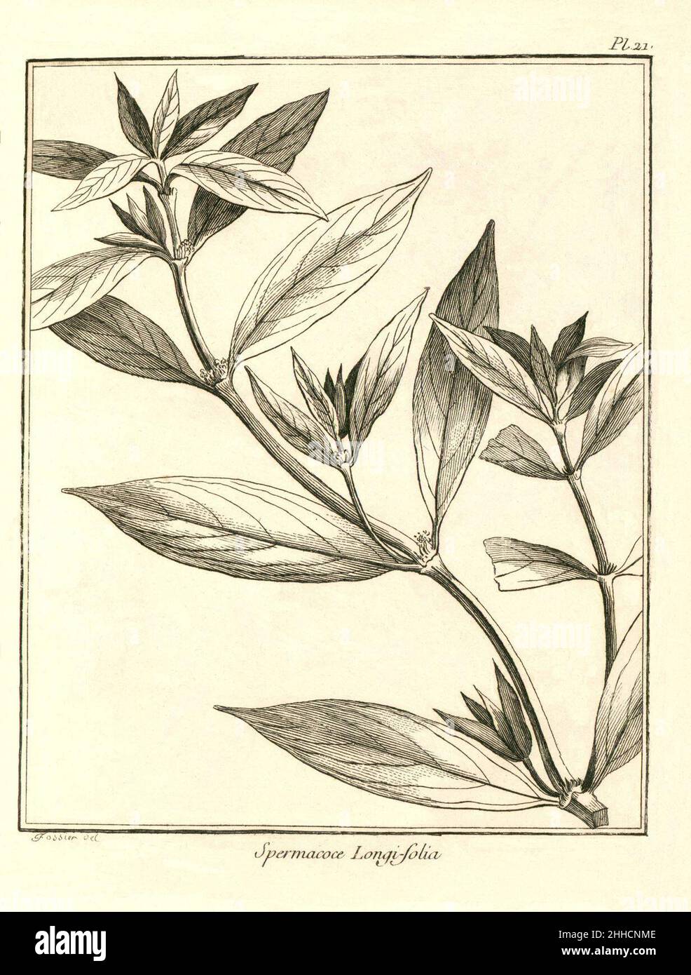 Spermacoce longifolia Aublet 1775 pl 21. Stock Photo