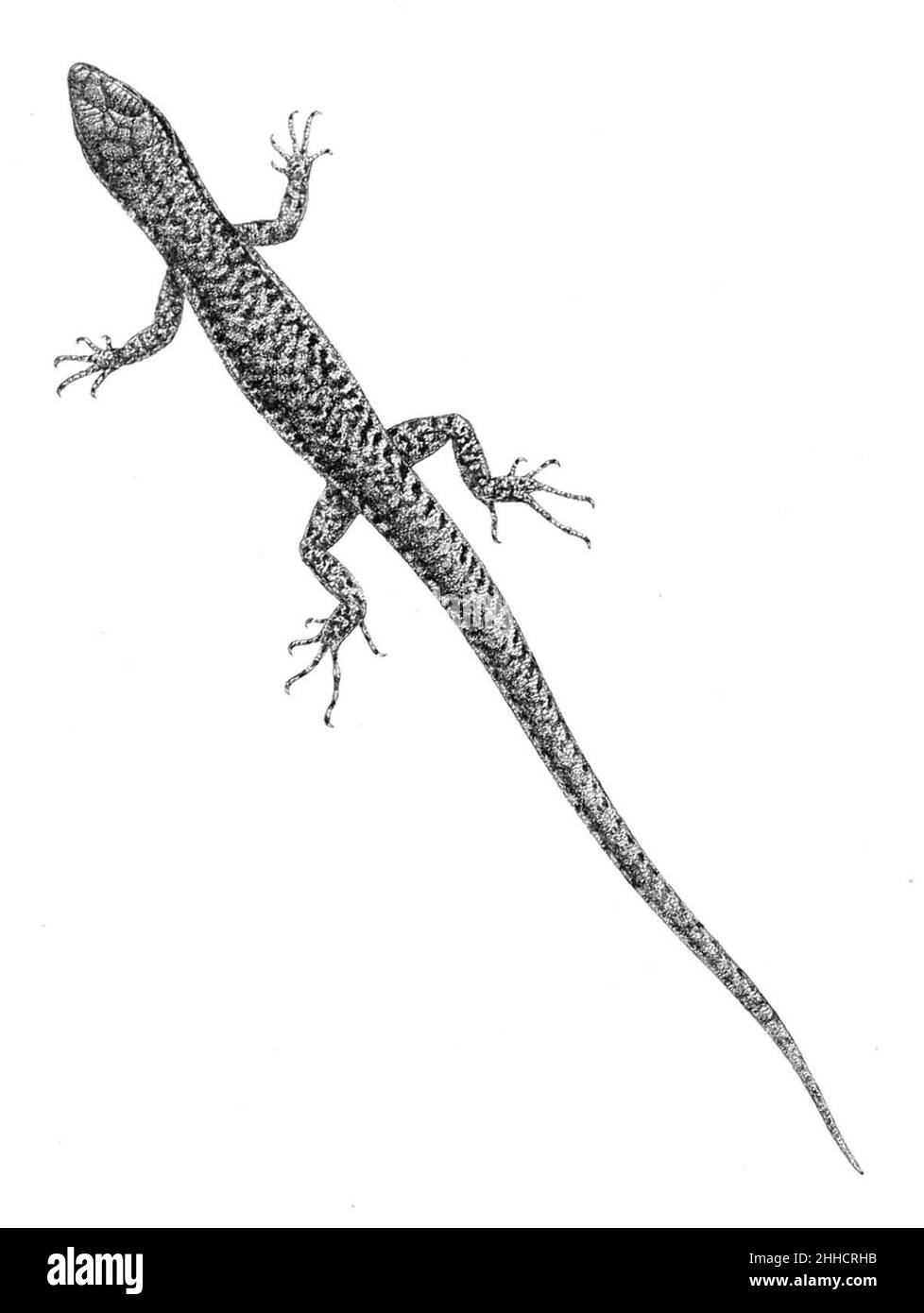 Sphenomorphus annectens 1897. Stock Photo
