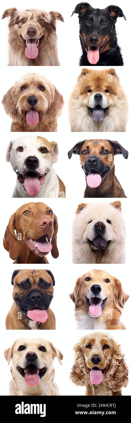 Group of beautiful dogs in front of a white background Stock Photo - Alamy