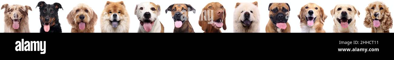 Group of beautiful dogs in front of a white background Stock Photo - Alamy