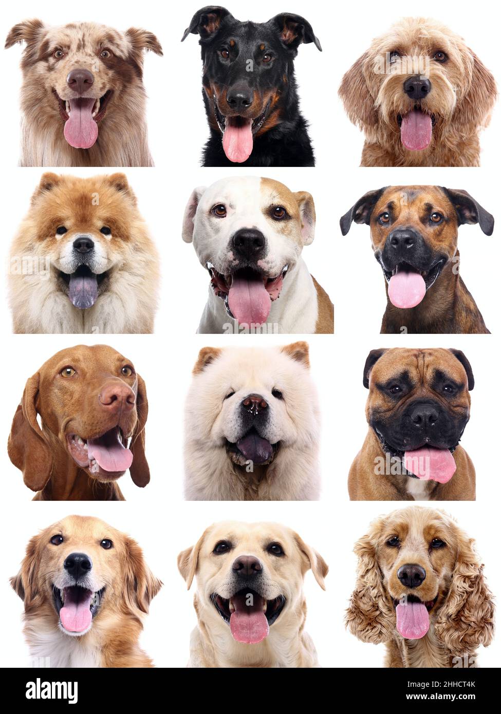 Group of beautiful dogs in front of a white background Stock Photo - Alamy