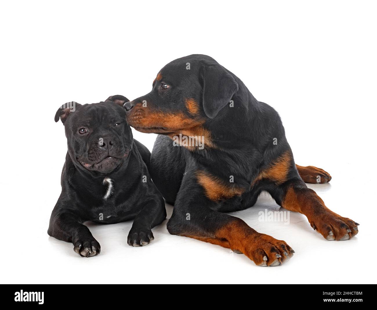 Staff Rottweiler staffordshire bull terrier and rottweiler in front of white background ...