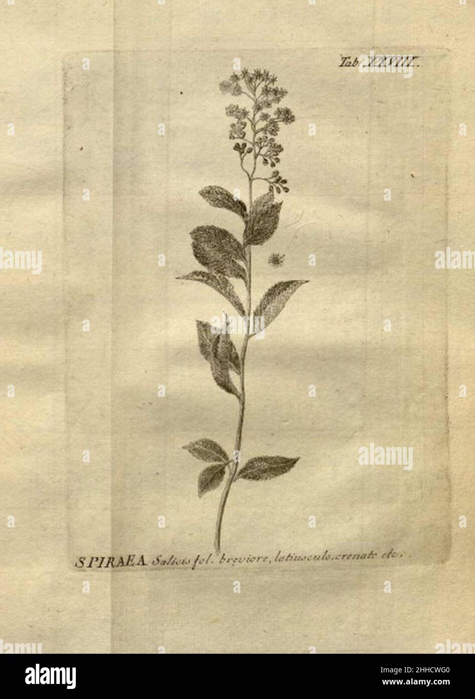 Spiraea salicifolia Amman. Stock Photo