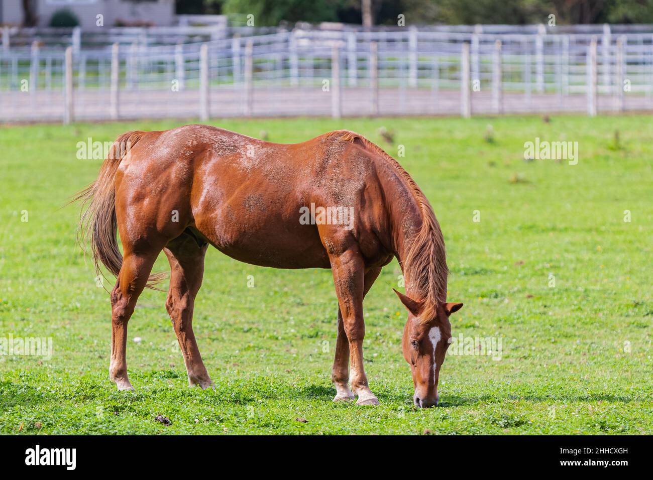 Brown horse grazing on green pasture in Canada. Grazing horses on the ...