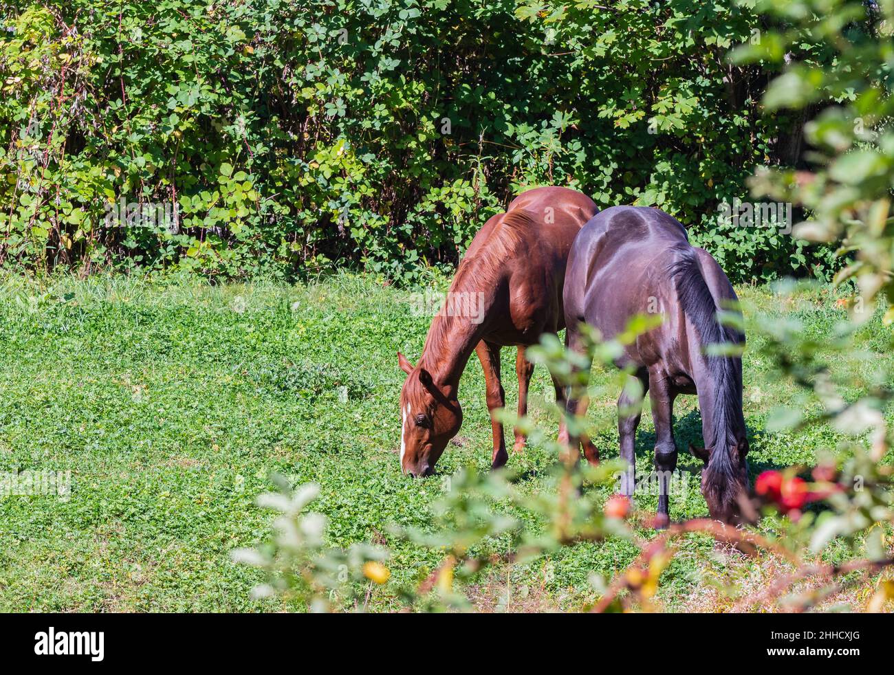 Brown horses grazing on green pasture in Canada. Grazing horses on the ...