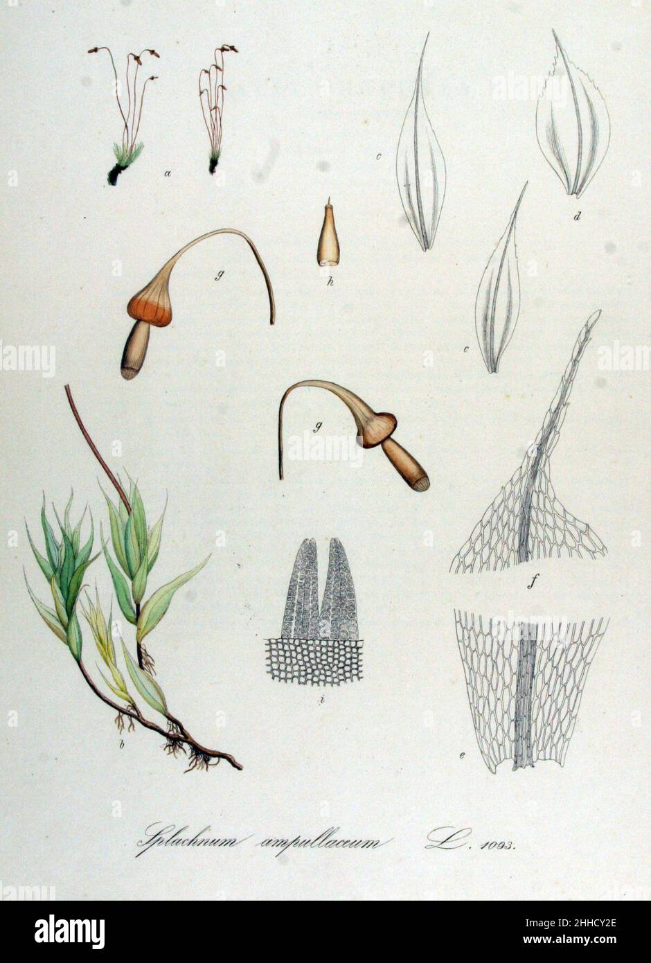 Splachnum ampullaceum — Flora Batava — Volume v14. Stock Photo