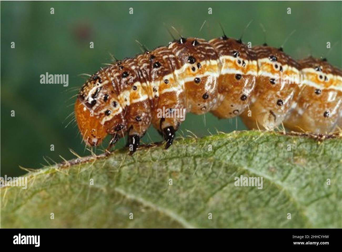 Spodoptera frugiperda worm Stock Photo Alamy