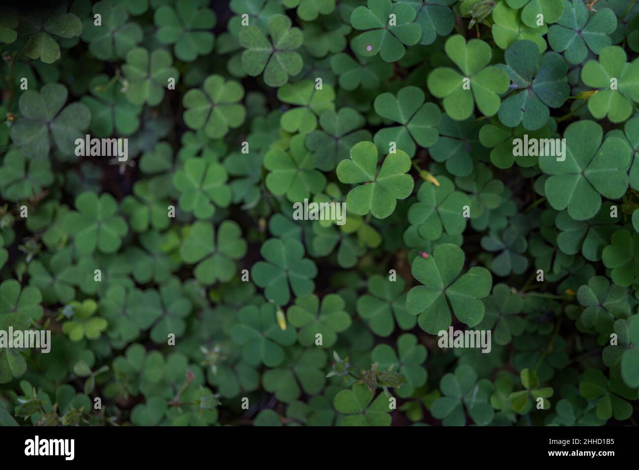 Lucky leaf hi-res stock photography and images - Alamy