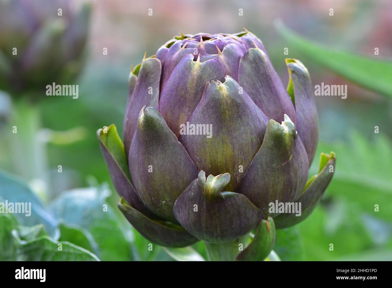 Detail view of artichoke flower bud showing purple florets. Stock Photo