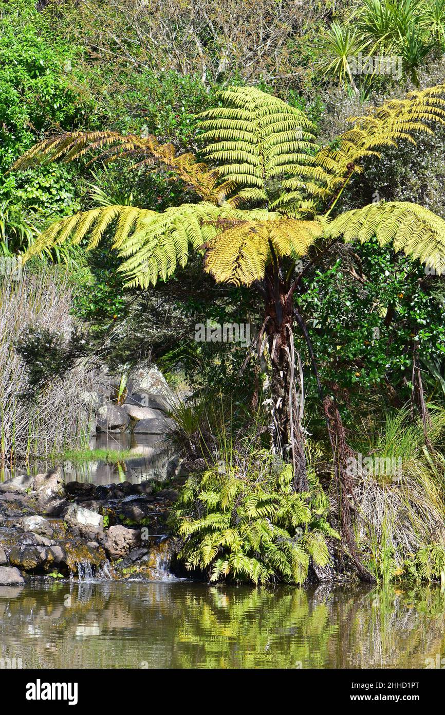 Giant fern at calm lake surface next to tiny waterfall. Stock Photo