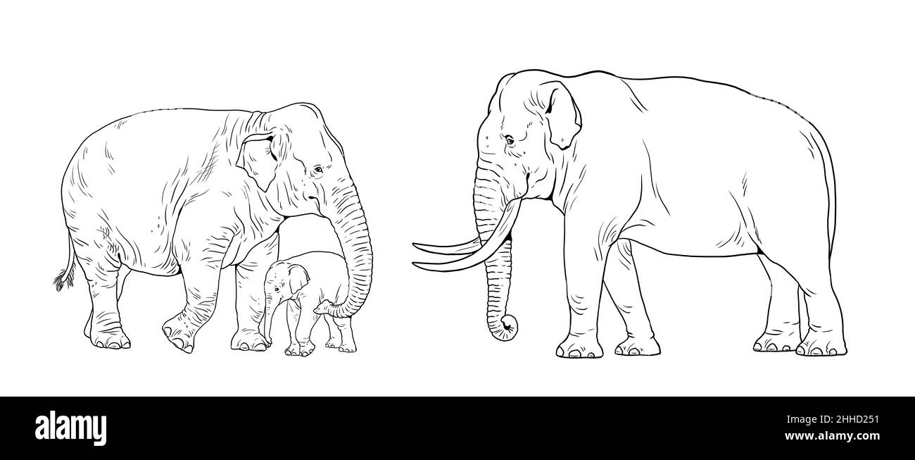 Asian elephant family. Elephant bull, cow and baby elephant. Digital template for coloring book. Stock Photo