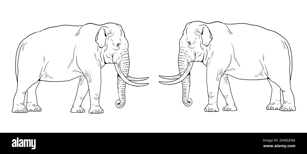 Asian Elephant Coloring Pages - Get Coloring Pages, image size:1300x653