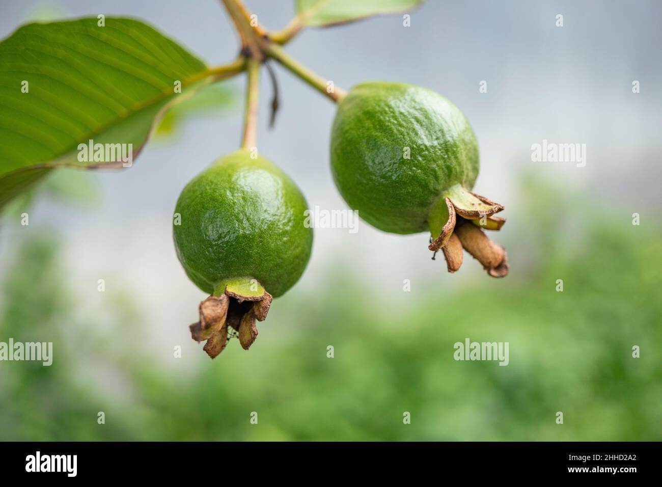 photo of small twin guava fruits on the tropical park. The picture perfect for pamphlet, nature poster, nature promotion and traveler. Stock Photo