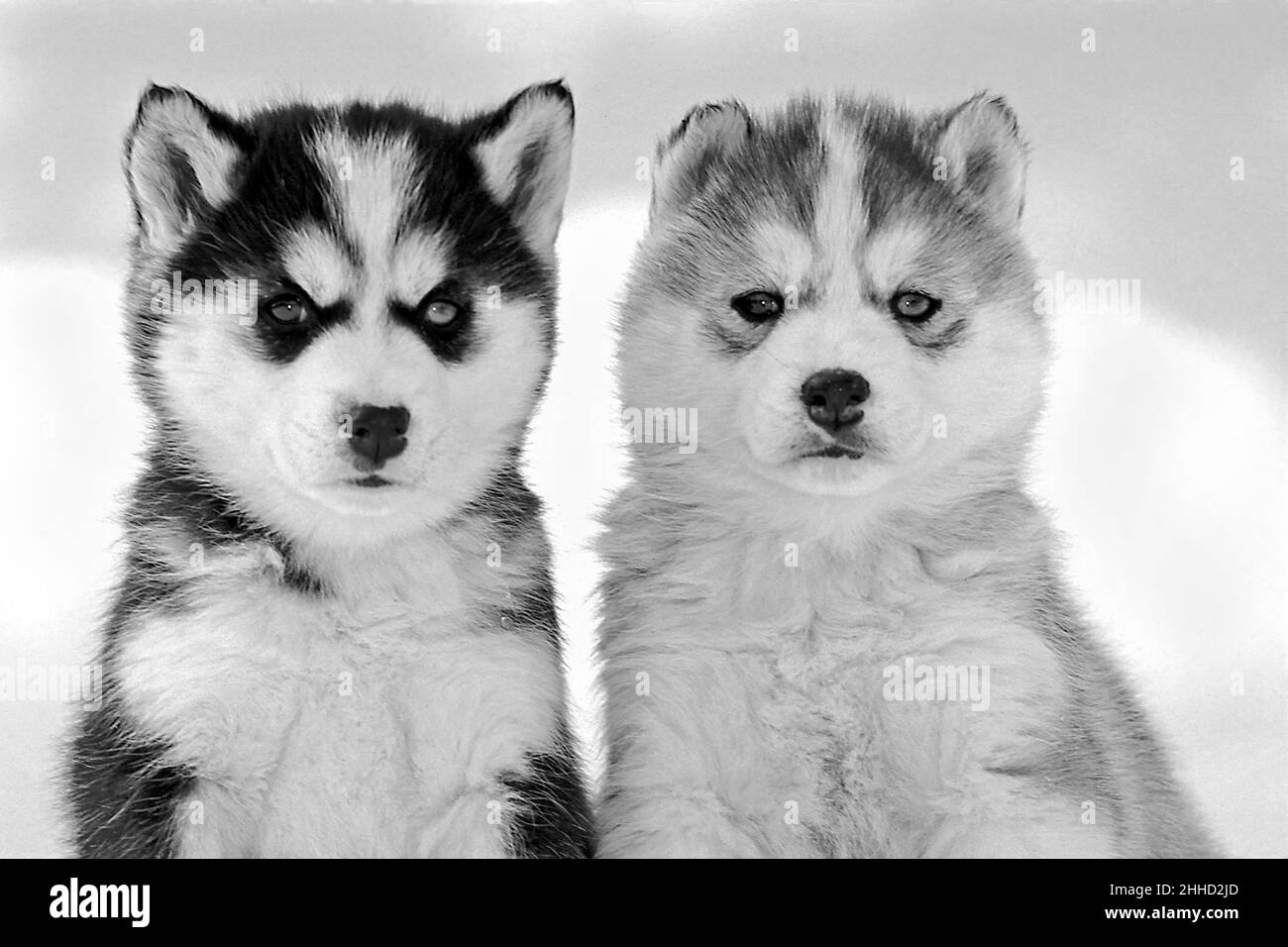 Two adorable Siberian Husky puppies sitting together in the snow, looking at camera. Stock Photo
