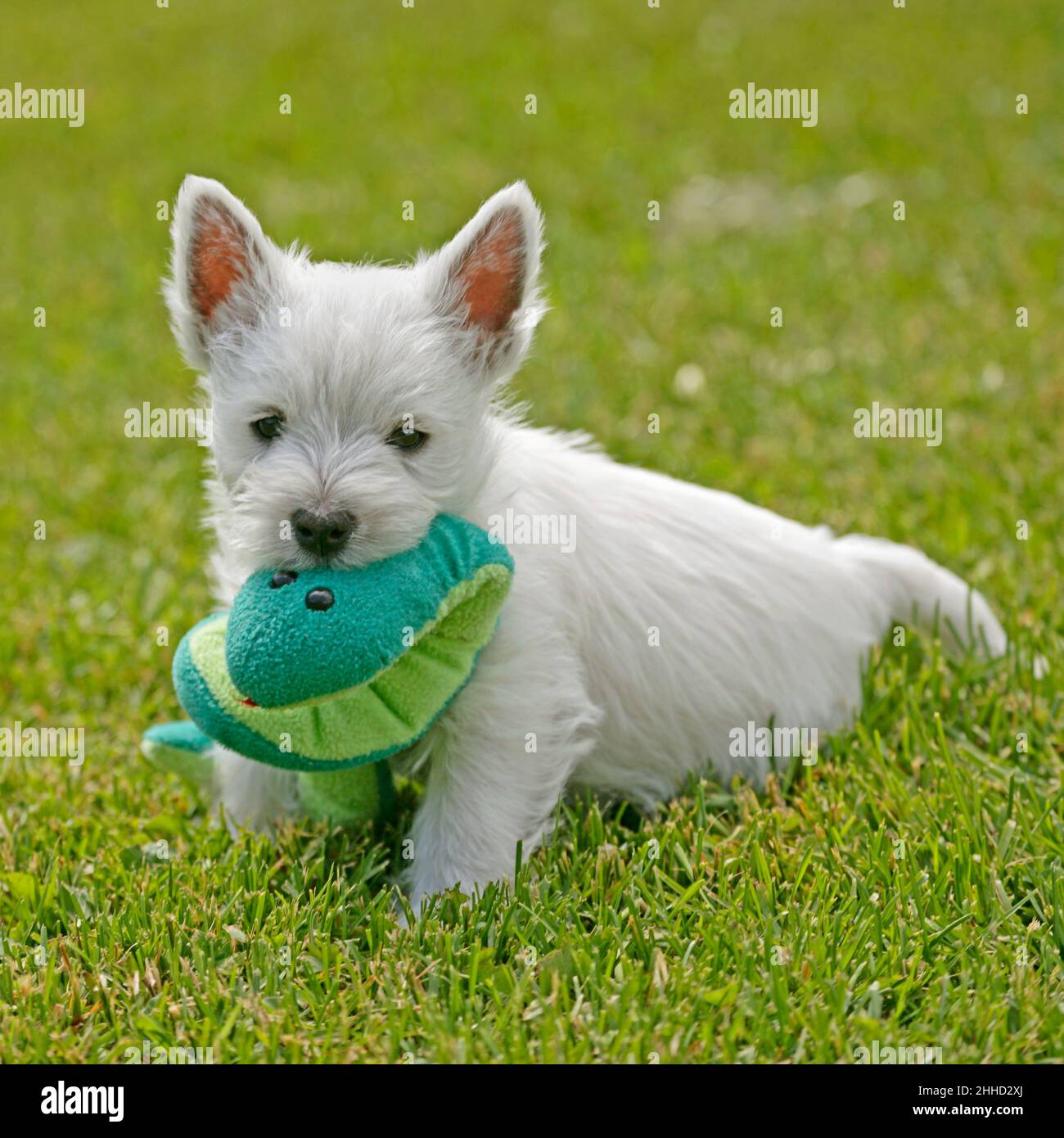 West highland White terrier, puppy on grass, playing with toy Stock Photo