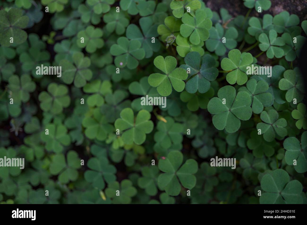 Lucky leaf hi-res stock photography and images - Alamy