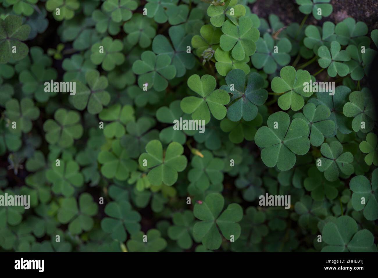 Lucky leaf hi-res stock photography and images - Alamy