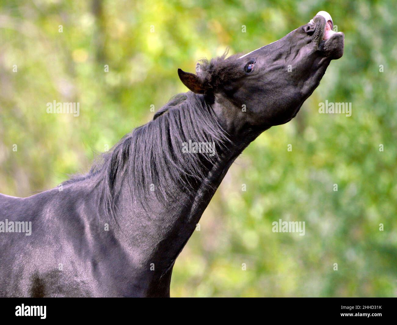 Black Arabian Stallion flehmening, close up Stock Photo