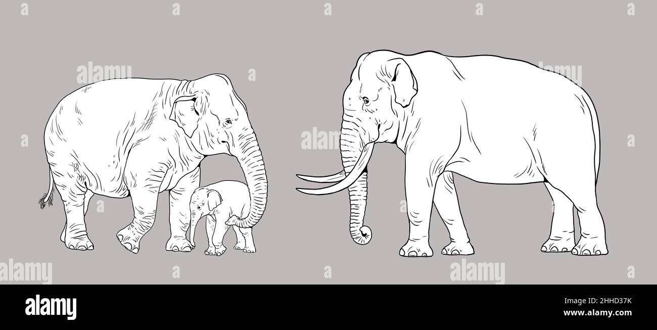 Asian elephant family. Elephant bull, cow and baby elephant. Digital