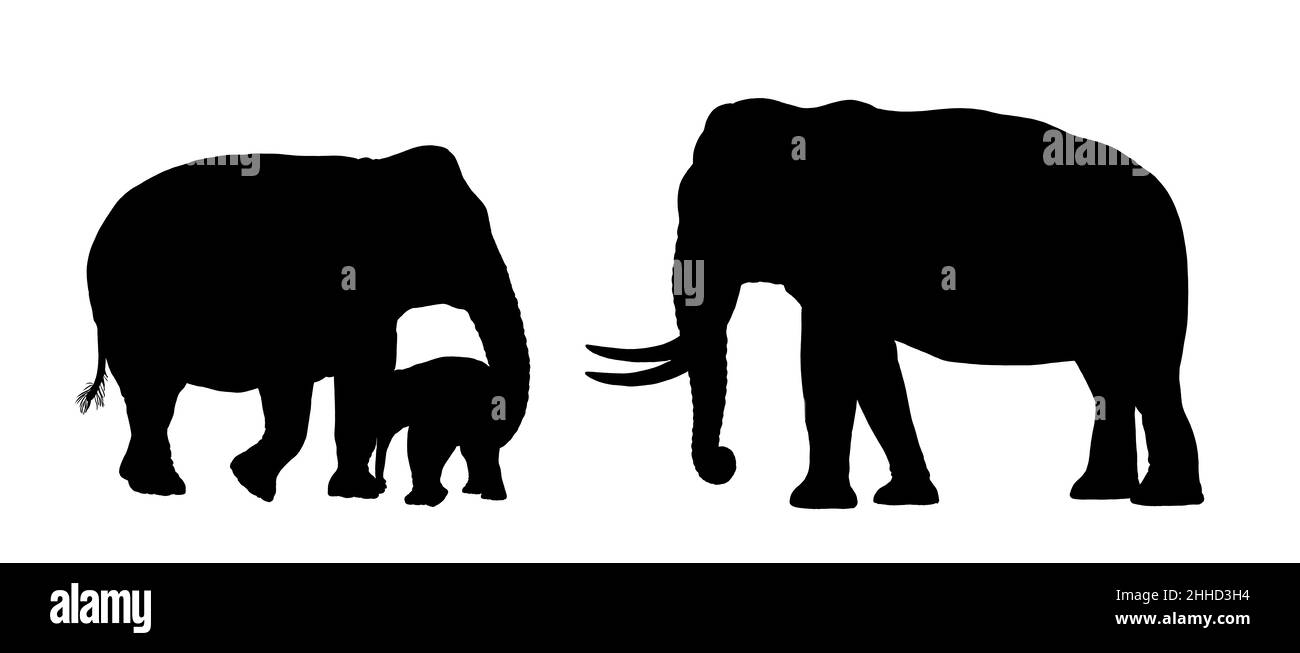 Asian elephant family. Elephant bull, cow and baby elephant. Elephants silhouette illustration. Stock Photo