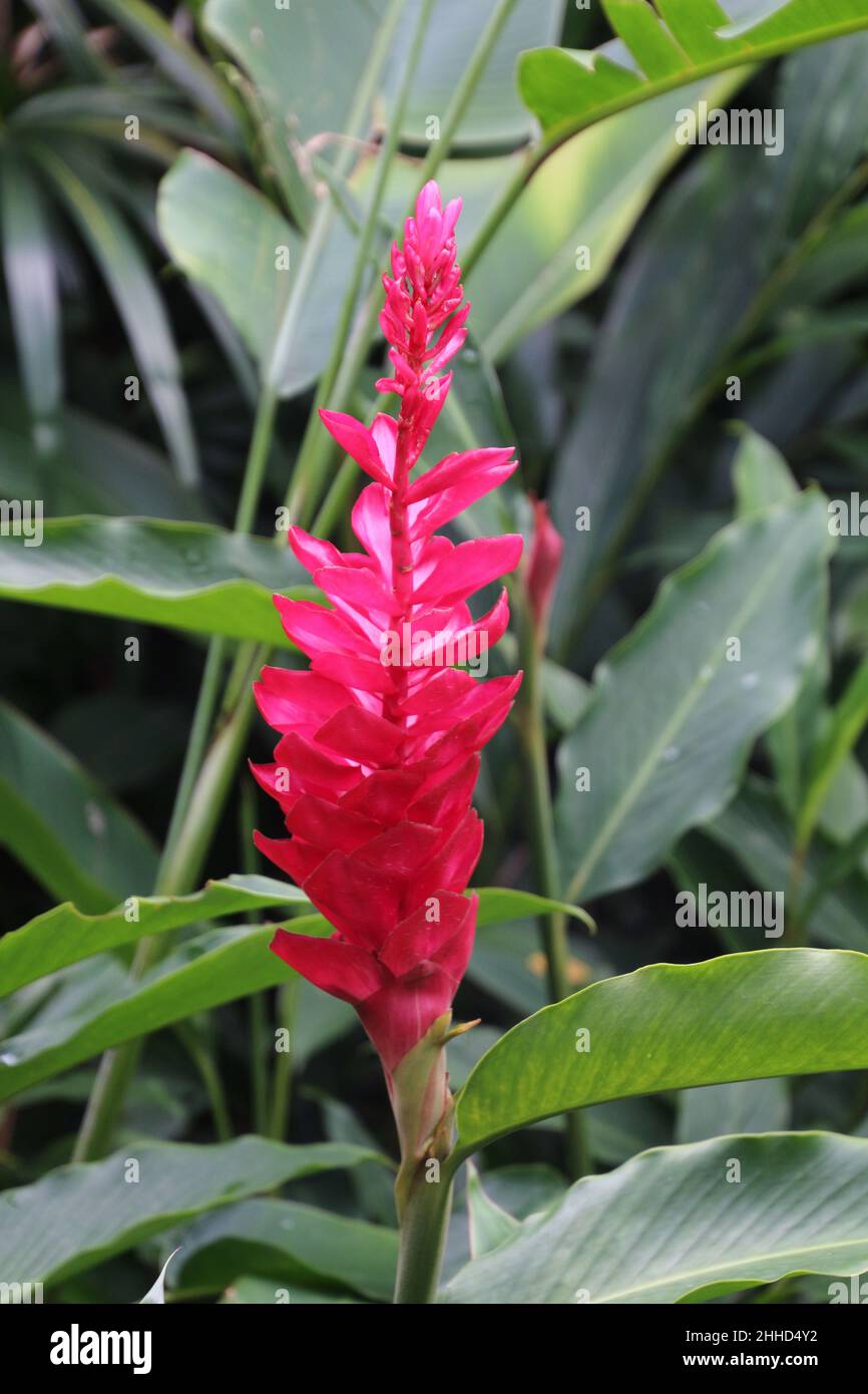 Ginger blossom in full bloom, Singapore Botanic Gardens Stock Photo Alamy