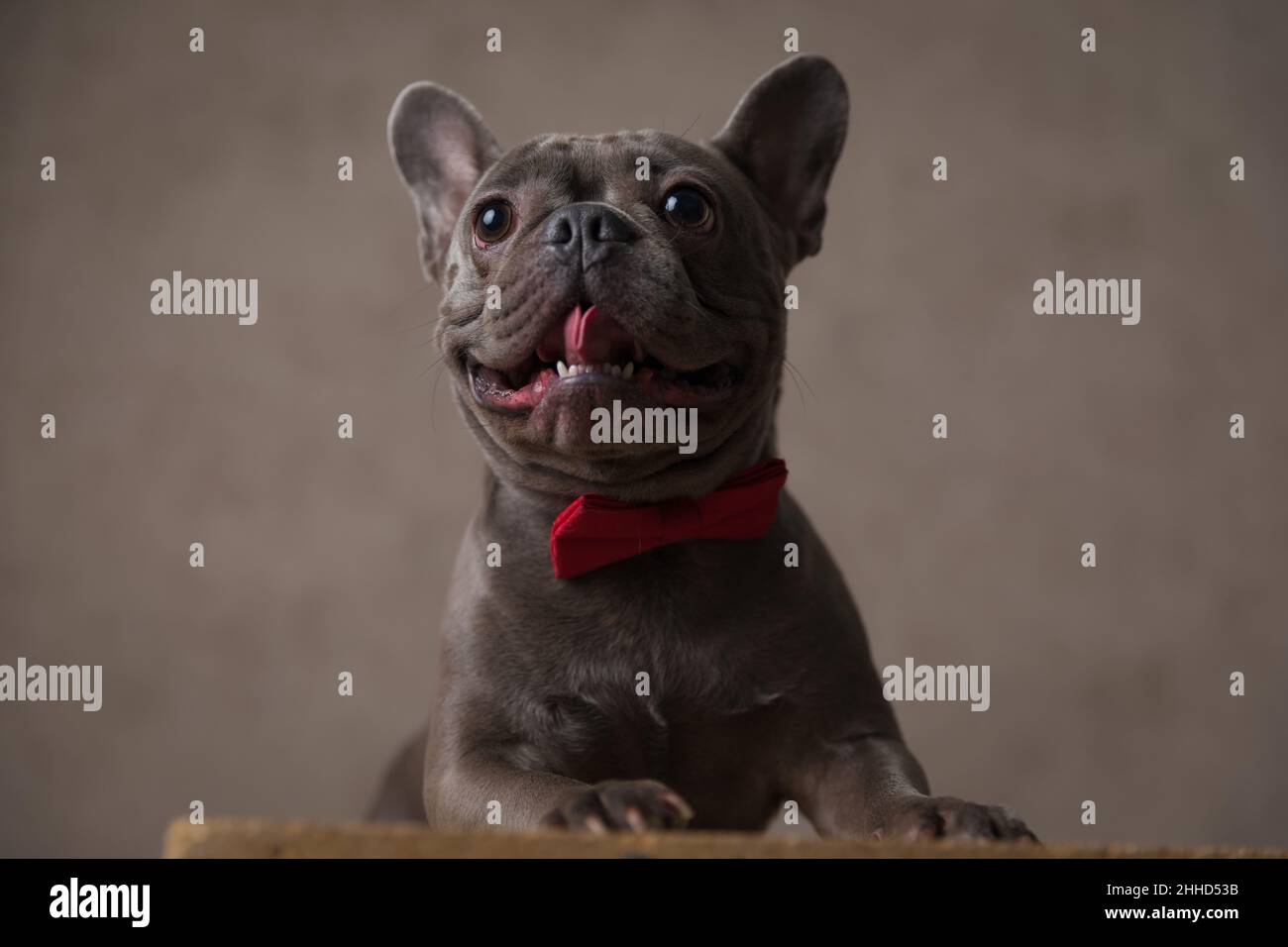 elegant little frenchie puppy looking up, sticking out tongue and ...