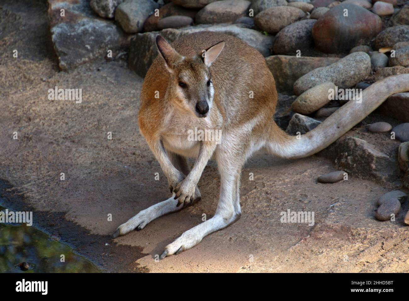 Kangaroo in close up at Featherdale Wildlife Park Stock Photo