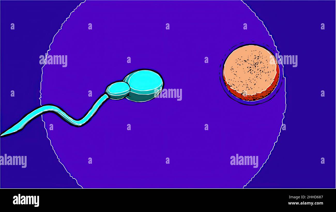 3d illustration in comic style - sperm and fertile human egg. Insemination concept. Stock Photo
