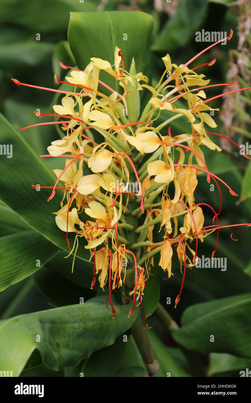 Hedychium gardnerianum - Ornamental Ginger, Kahili Ginger, Yellow Butterfly Ginger Stock Photo