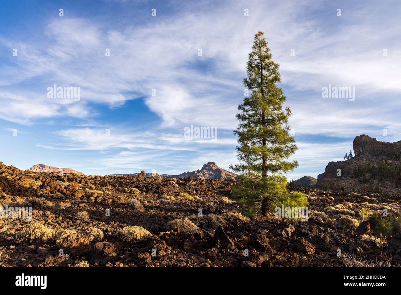 Canarian pine trees, pinus canariensis, grow in the volcanic landscape at 2000 metres above sea level in the Las Cañadas del Teide National Park, Tene Stock Photo