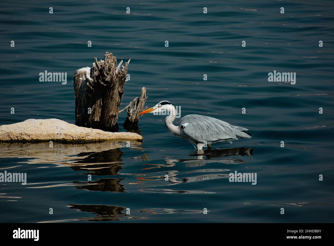 Great blue heron in lake. Stock Photo