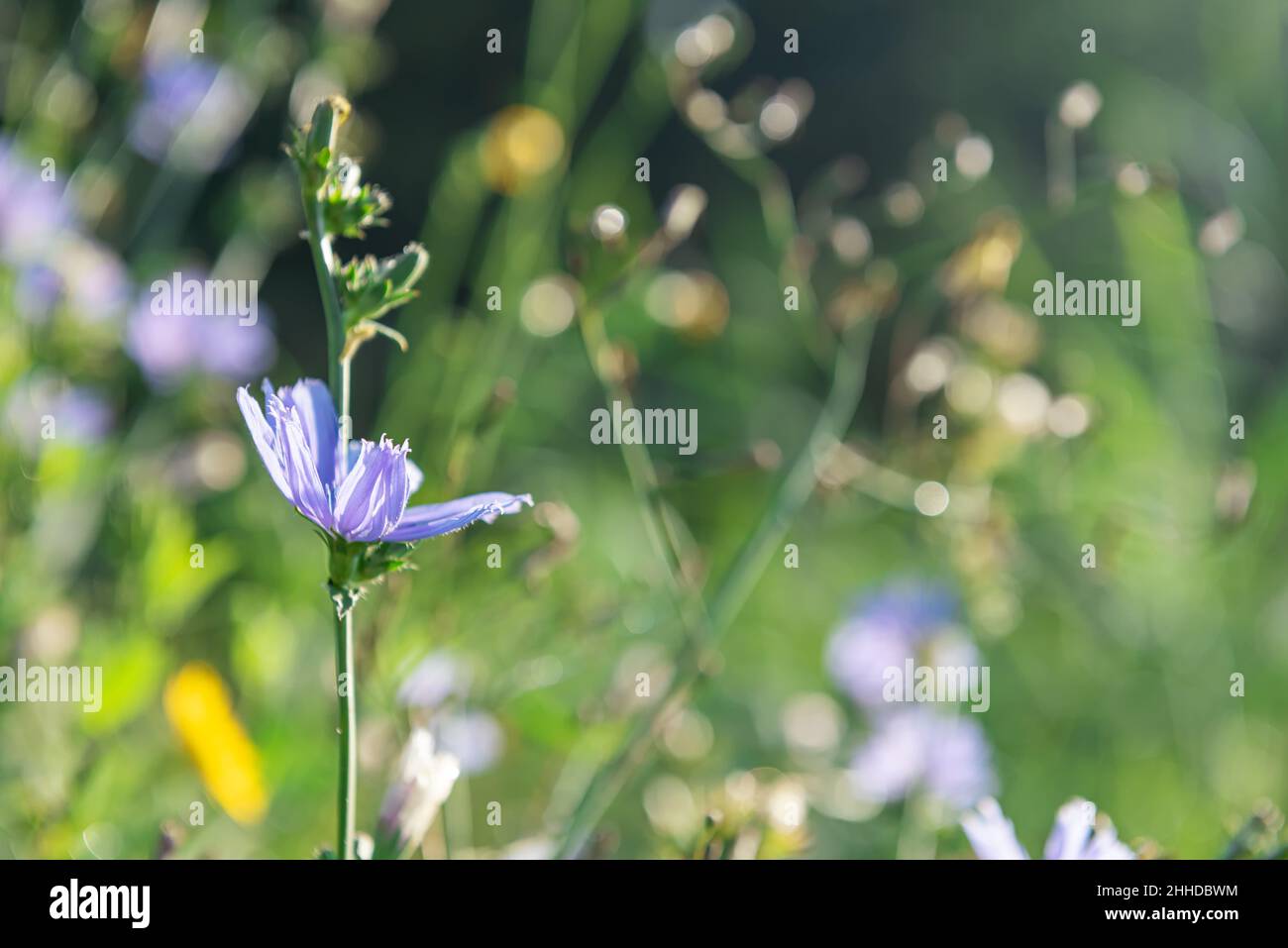 Blooming chicory plants in morning sunshine at summer meadow. This wildflower is used for alternative coffee drink. Wild blue and yellow flowers and g Stock Photo