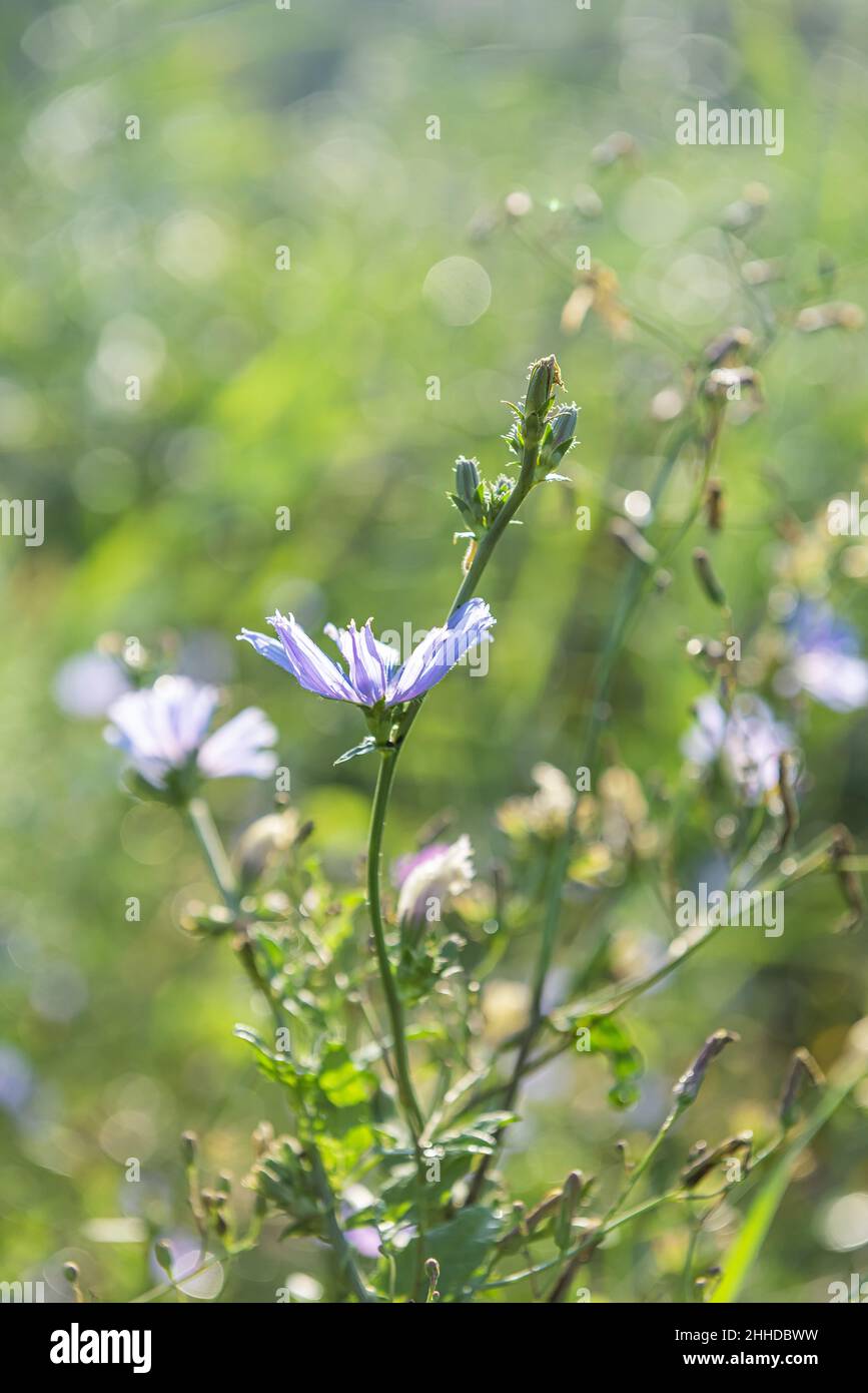 Group of blooming chicory stems in sunshine at summer meadow. This blue wildflower is used for alternative coffee drink. Flowers and green grass at ba Stock Photo