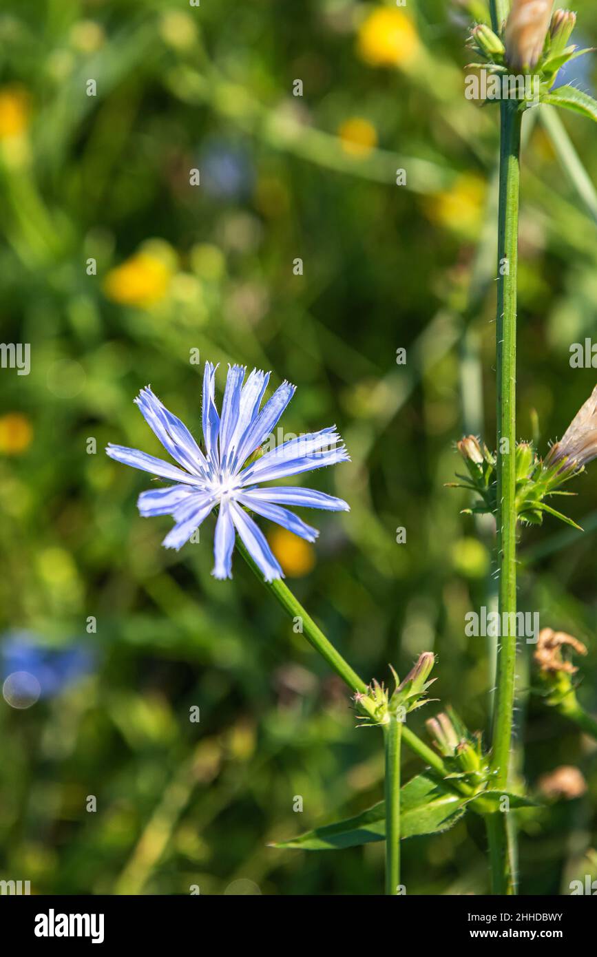 One fresh blue flower of chicory on stem in natural habitat. Plant is used for alternative coffee drink. Summer season. Unfocused flowering meadow wit Stock Photo