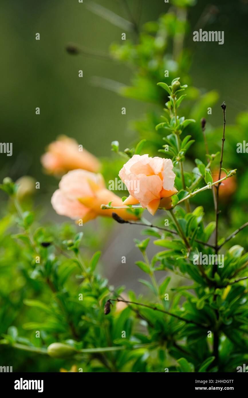 Punica granatum ‘Hazel Hyde’. Pomegranate 'Hazel Hyde'. Coral pink flowers Stock Photo