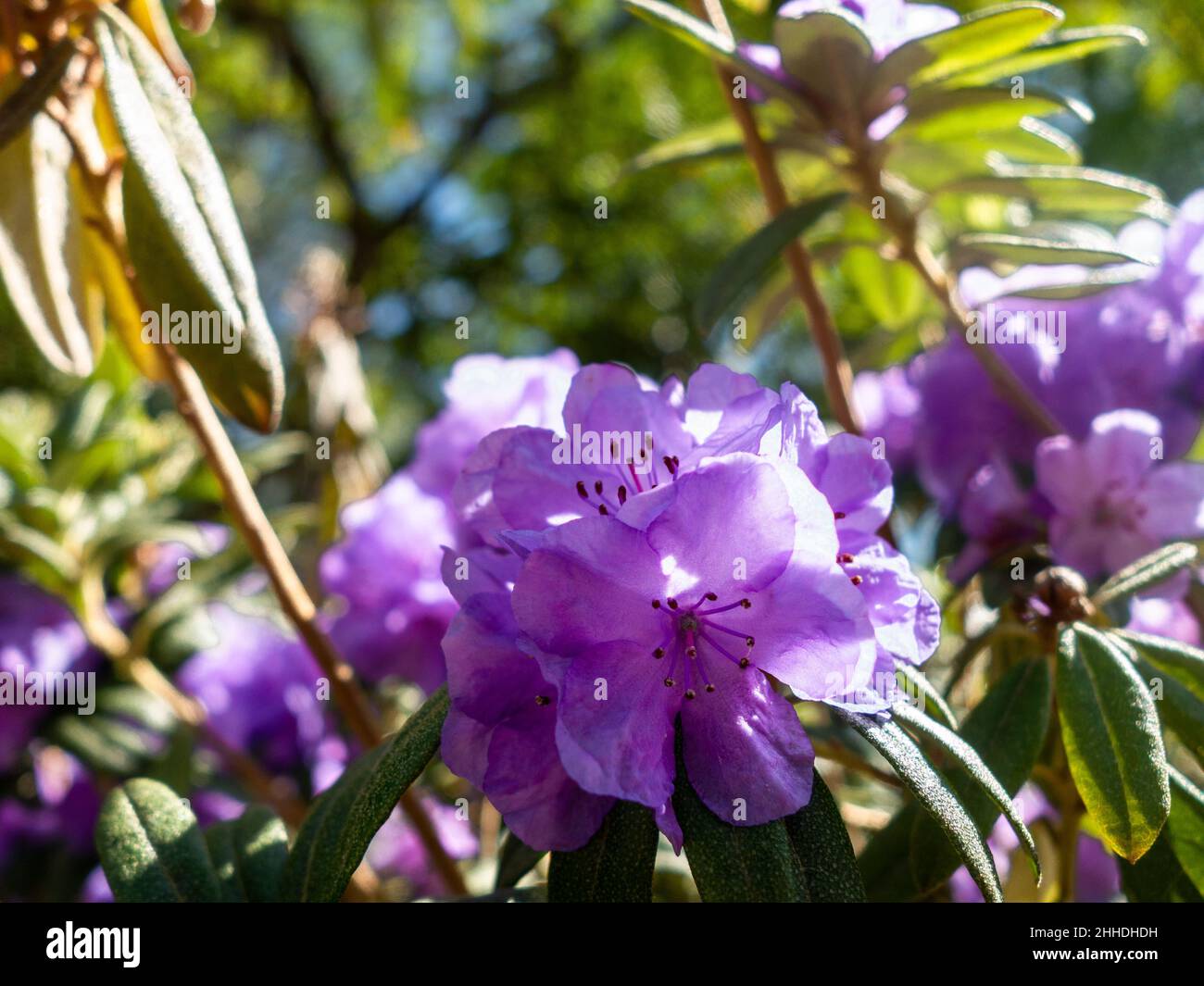 purple rhododendron Stock Photo