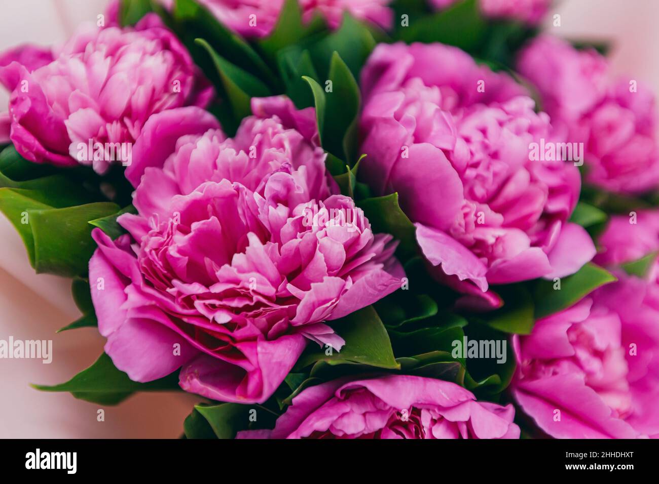 background texture with a bouquet of pink peonies Stock Photo - Alamy