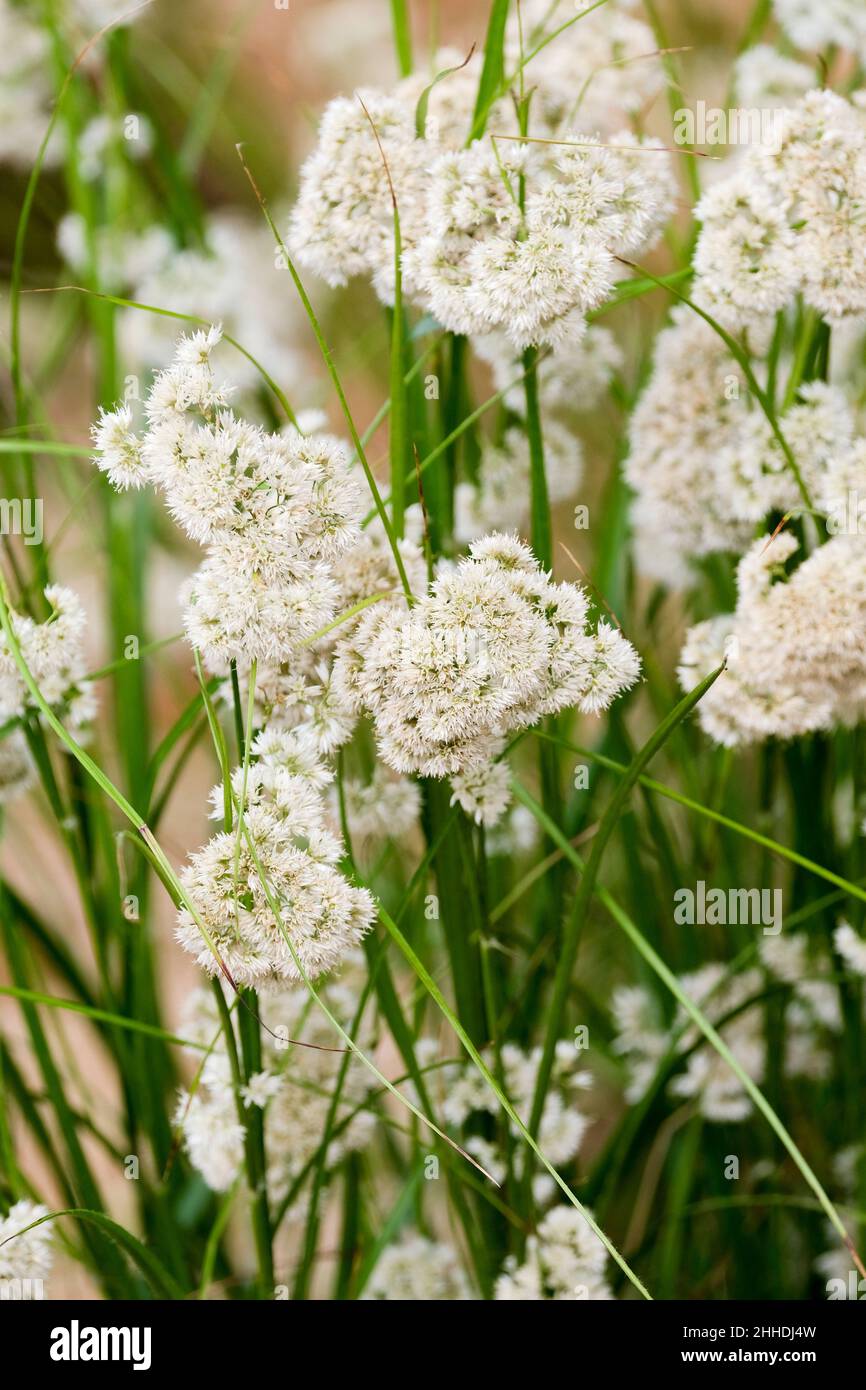 Luzula nivea, commonly known as snow-white wood-rush, snowy wood-rush and lesser wood-rush Stock Photo
