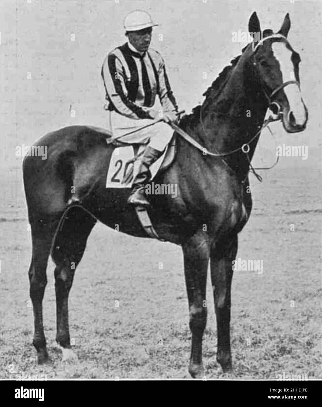 St Louis (horse Stock Photo Alamy