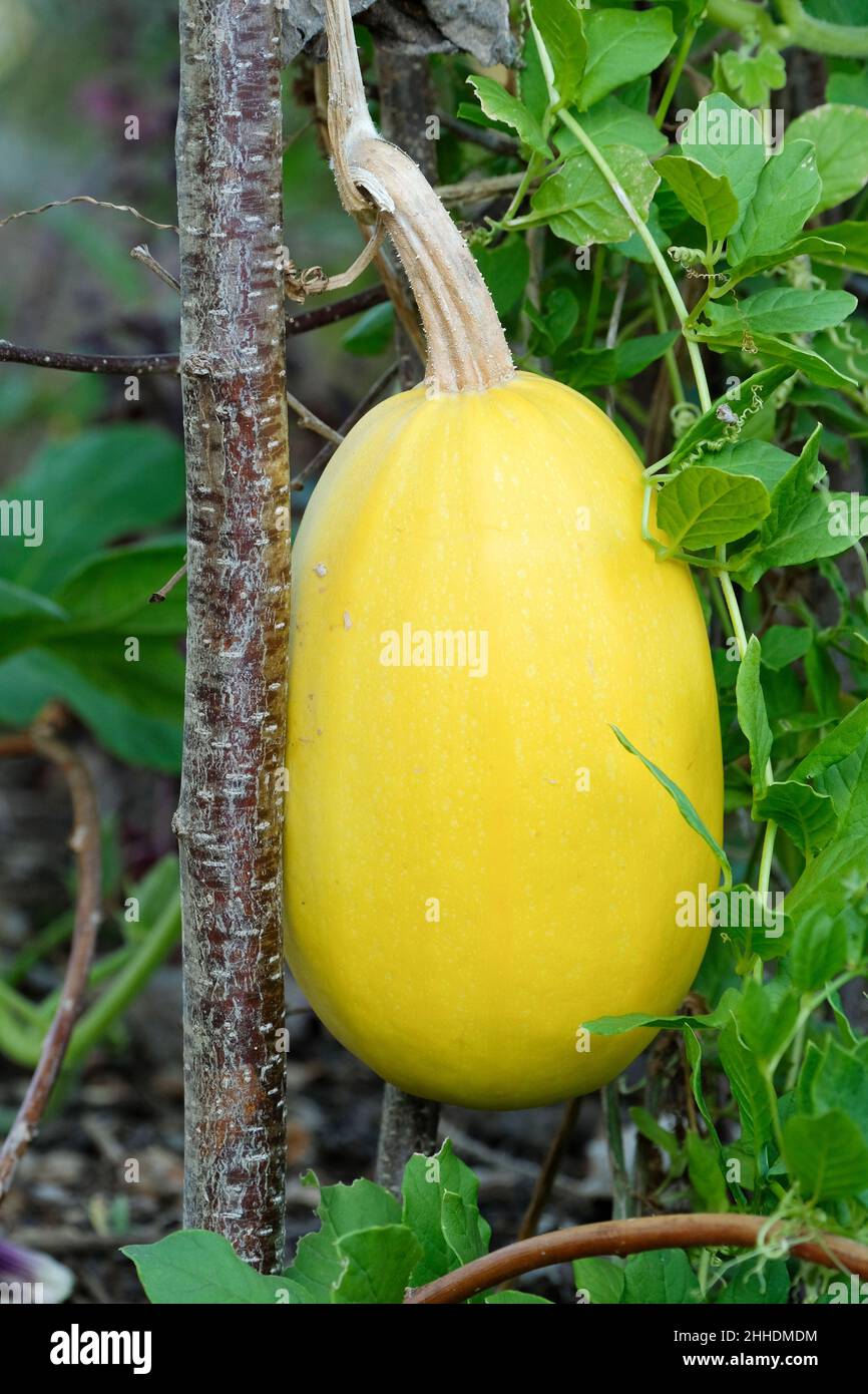 Spaghetti squash or vegetable spaghetti, Cucurbita pepo, Squash plant Stock Photo