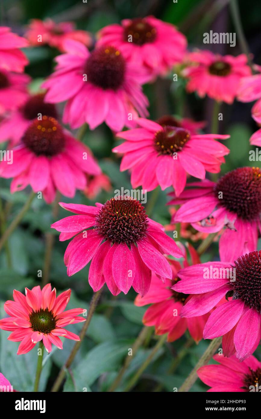 Echinacea sombrero baja burgundy hires stock photography and images