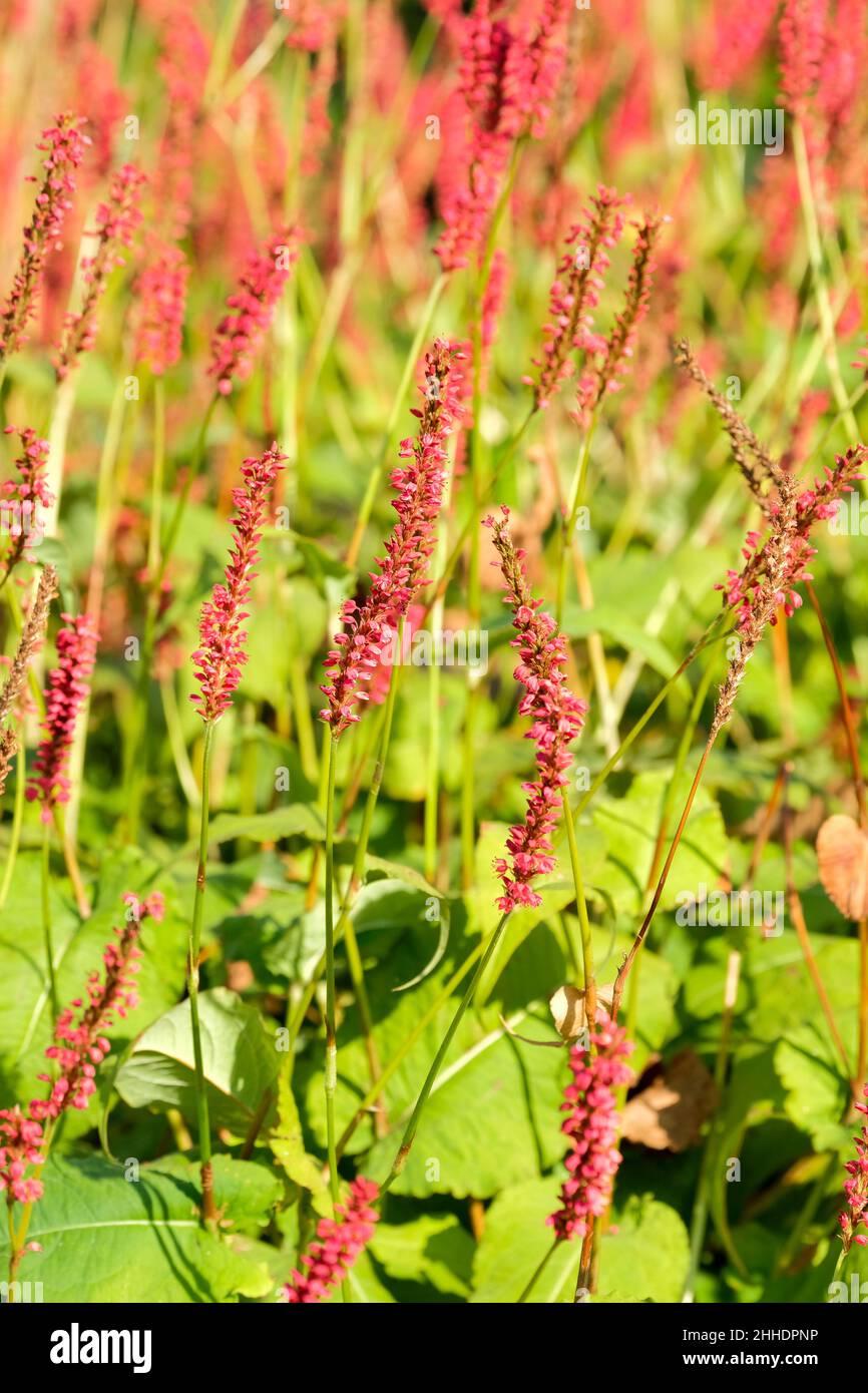 Persicaria amplexicaulis 'Firedance'. Knotweed 'Firedance'. Small rose-red flowers on tall spikes Stock Photo