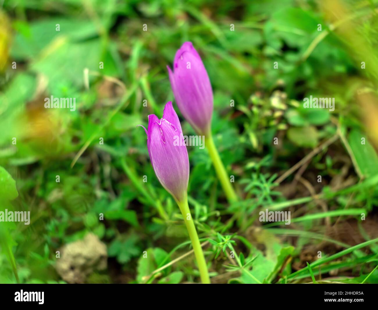 purple colchicum flowers in the garden Stock Photo