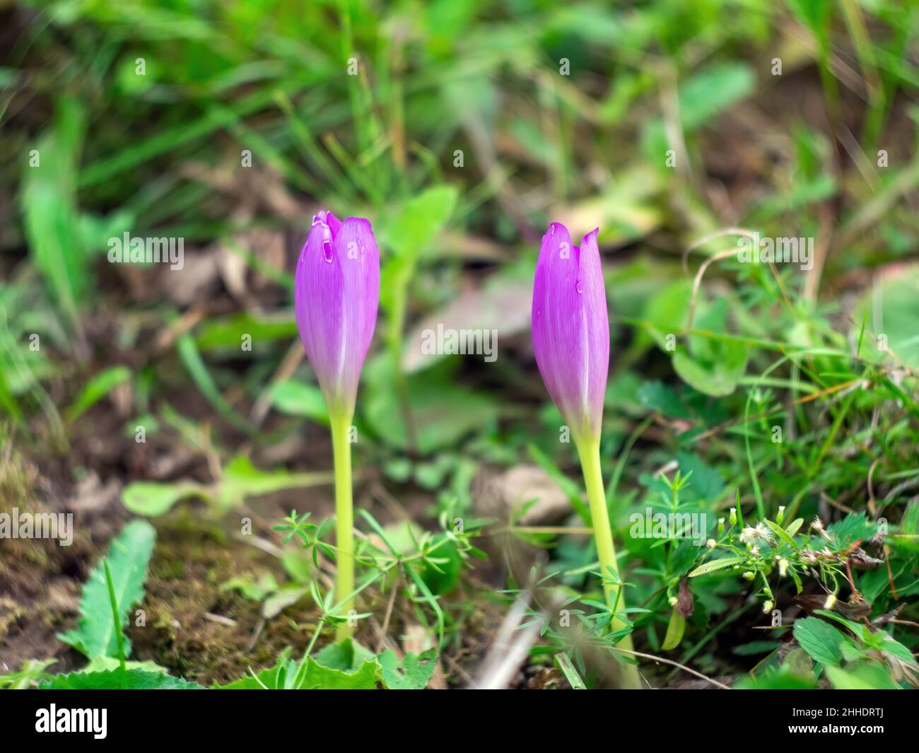 purple colchicum flowers in the garden Stock Photo