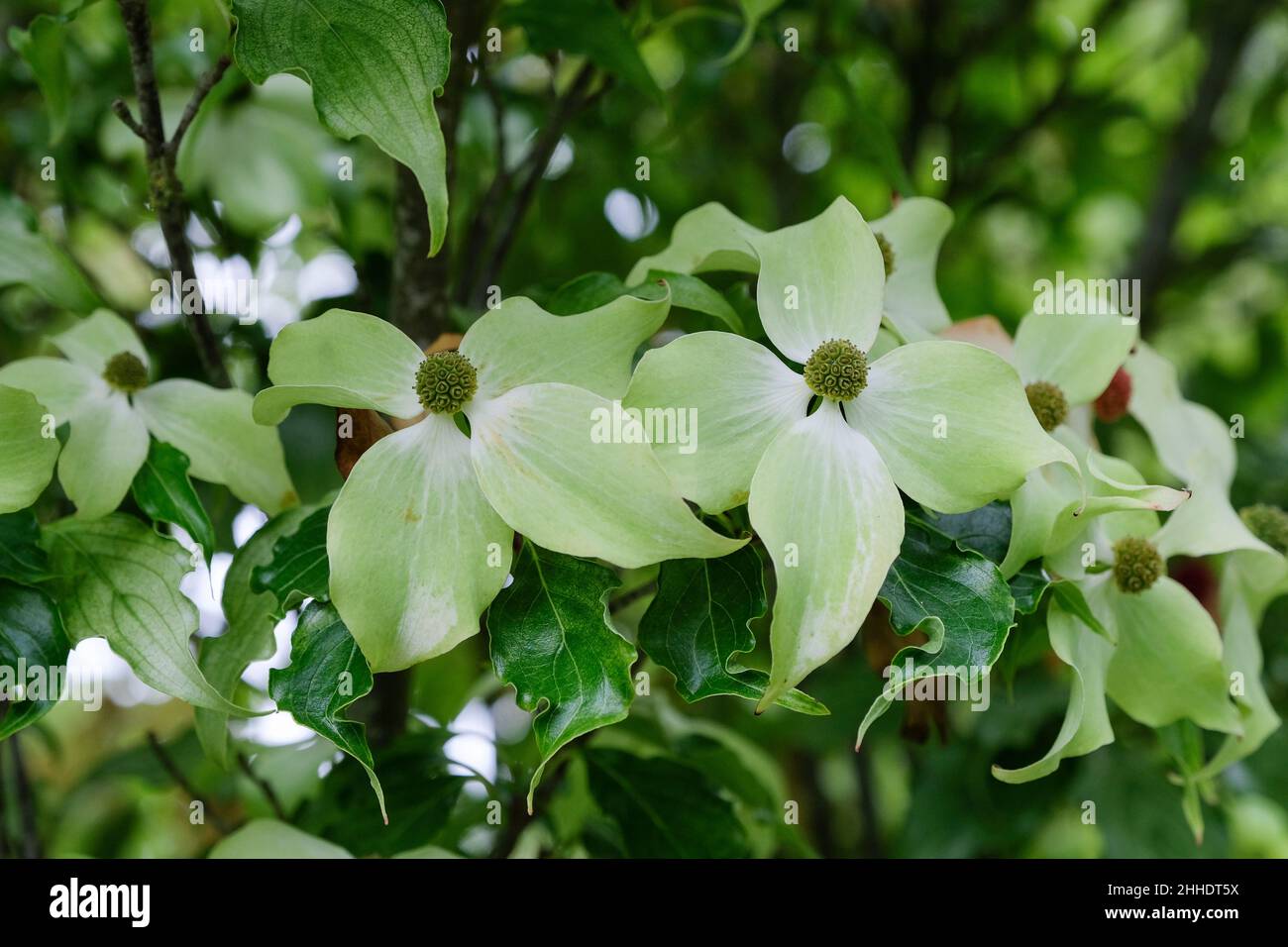 Cornus kousa 'Autumn Rose' has pale green or creamy white flower bracts Stock Photo
