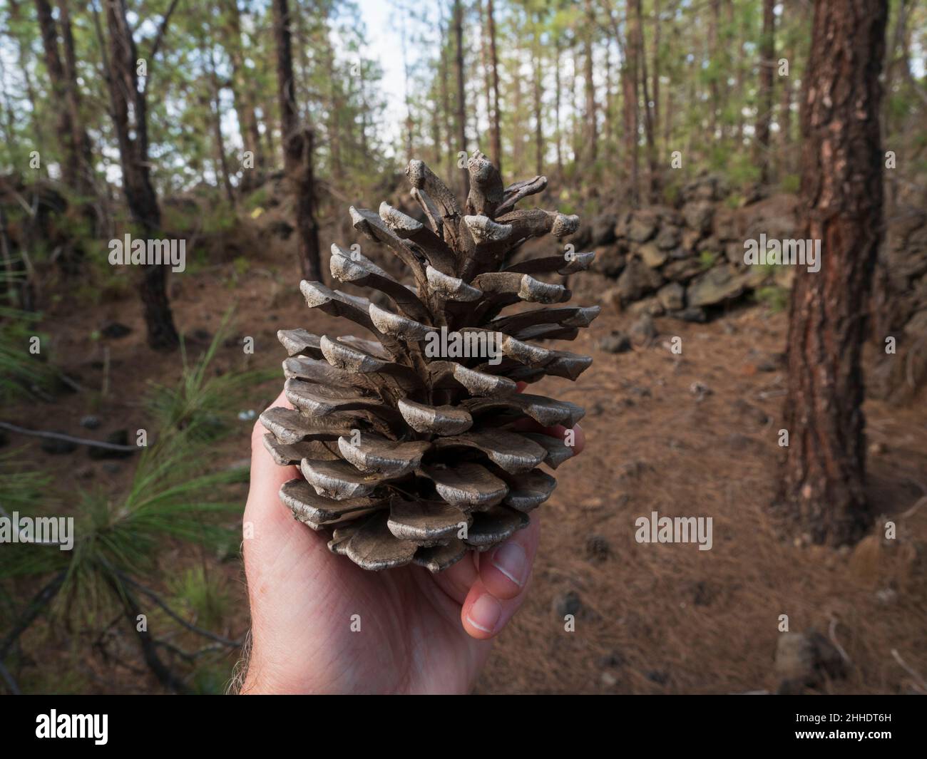 Canary pines in Tenerife, in the lowest level of the Corona Forestal at Las Estrellas, Guia de Isora. Pine cone. Stock Photo